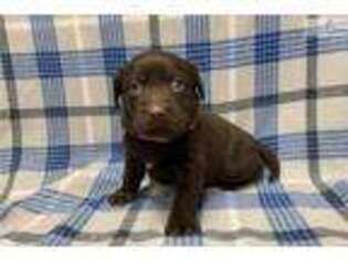 Labrador Retriever Puppy for sale in Kansas City, MO, USA