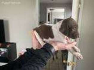 German Shorthaired Pointer Puppy for sale in Selma, IN, USA