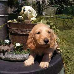 Dachshund Puppy for sale in Argos, IN, USA