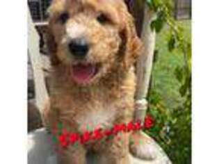 Goldendoodle Puppy for sale in Carthage, TX, USA