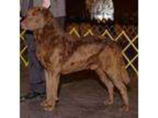 Chesapeake Bay Retriever Puppy for sale in Rogers, AR, USA