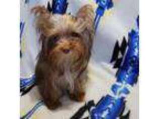 Yorkshire Terrier Puppy for sale in Blackwell, OK, USA