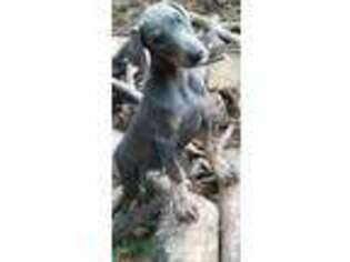 Doberman Pinscher Puppy for sale in Eatonton, GA, USA