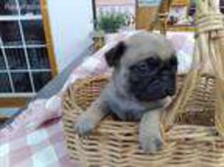 Pug Puppy for sale in Greencastle, PA, USA