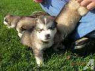 Alaskan Malamute Puppy for sale in HOLLAND, MI, USA