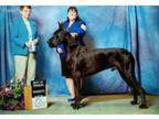 Great Dane Puppy for sale in Lancaster, NY, USA