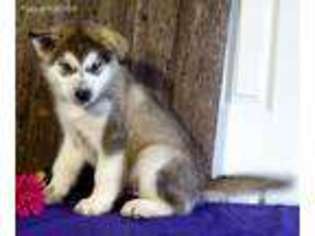 Alaskan Malamute Puppy for sale in Greens Fork, IN, USA