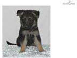 German Shepherd Dog Puppy for sale in Kansas City, MO, USA