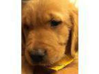 Golden Retriever Puppy for sale in Huntsville, AL, USA