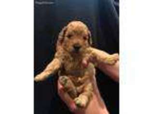Goldendoodle Puppy for sale in Parker, CO, USA
