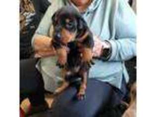 Doberman Pinscher Puppy for sale in Toms River, NJ, USA