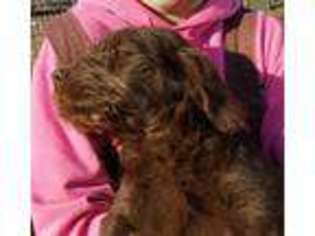 Labradoodle Puppy for sale in Vassar, KS, USA