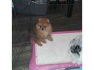 Pomeranian Puppy for sale in Lewisville, TX, USA