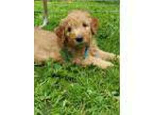 Goldendoodle Puppy for sale in Silver Springs, NY, USA