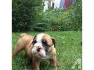 Bulldog Puppy for sale in BAINBRIDGE, OH, USA