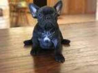 French Bulldog Puppy for sale in Waco, TX, USA