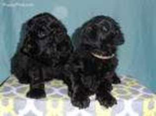 Black Russian Terrier Puppy for sale in Aurora, CO, USA