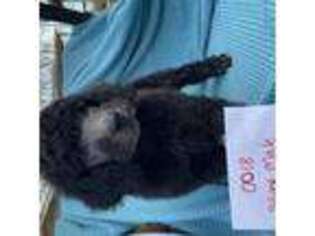 Mutt Puppy for sale in Somerville, AL, USA