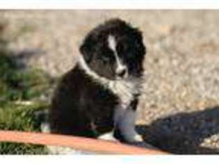 Australian Shepherd Puppy for sale in Three Forks, MT, USA