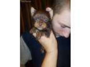 Yorkshire Terrier Puppy for sale in Rutherfordton, NC, USA