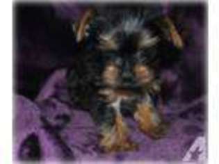 Yorkshire Terrier Puppy for sale in MC CONNELLSBURG, PA, USA