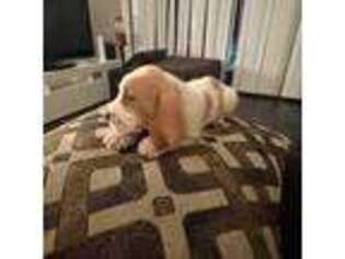 Basset Hound Puppy for sale in Miami, FL, USA