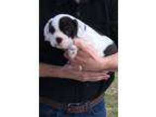 Miniature Bulldog Puppy for sale in Allentown, PA, USA
