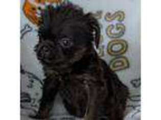 Brussels Griffon Puppy for sale in Lebanon, MO, USA
