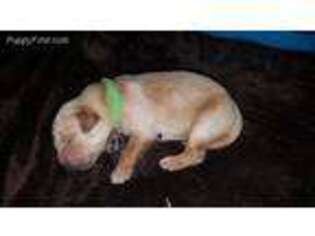 Golden Retriever Puppy for sale in Smithville, GA, USA