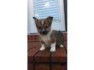 Pembroke Welsh Corgi Puppy for sale in Decatur, AL, USA