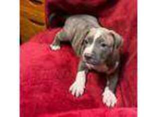 Mutt Puppy for sale in Andalusia, AL, USA