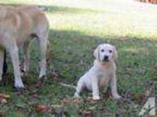 Labrador Retriever Puppy for sale in ELLIJAY, GA, USA