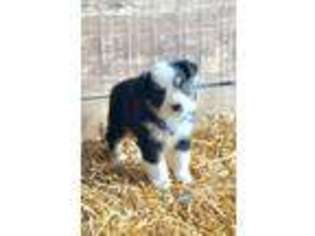 Miniature Australian Shepherd Puppy for sale in Pine Knot, KY, USA