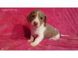 Dachshund Puppy for sale in Edenton, NC, USA