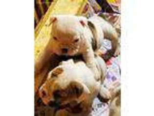 Olde English Bulldogge Puppy for sale in Springfield, OH, USA