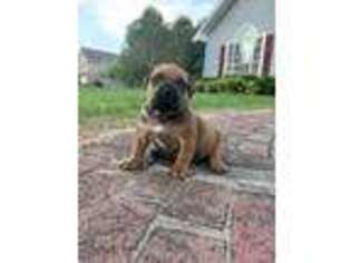 Boerboel Puppy for sale in Columbus, MS, USA