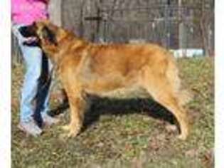 Leonberger Puppy for sale in Hartville, MO, USA