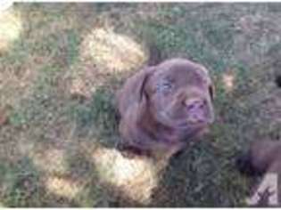 Labrador Retriever Puppy for sale in CHESTERTOWN, MD, USA