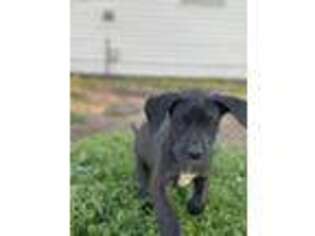 Great Dane Puppy for sale in Richmond, KY, USA
