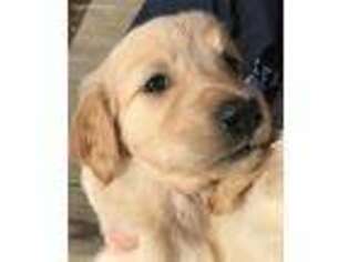 Golden Retriever Puppy for sale in Lake City, MN, USA