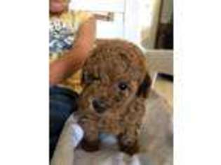 Mutt Puppy for sale in West Liberty, IL, USA