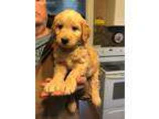 Goldendoodle Puppy for sale in Montrose, SD, USA