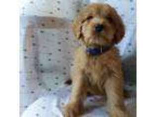 Goldendoodle Puppy for sale in Bethel, PA, USA