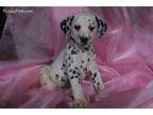 Dalmatian Puppy for sale in Millersburg, OH, USA