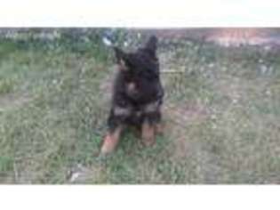 German Shepherd Dog Puppy for sale in Peyton, CO, USA