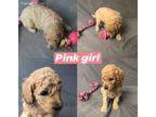 Labradoodle Puppy for sale in Galesburg, MI, USA