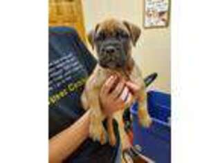 Bullmastiff Puppy for sale in Nolanville, TX, USA