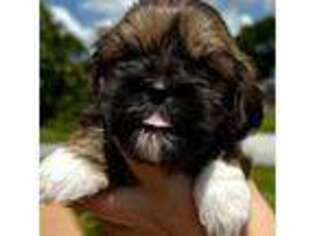 Lhasa Apso Puppy for sale in Palm Bay, FL, USA