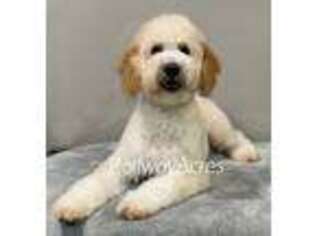 Goldendoodle Puppy for sale in Milford, IN, USA
