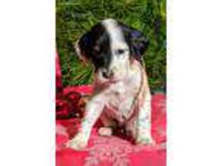 English Setter Puppy for sale in Central City, NE, USA
